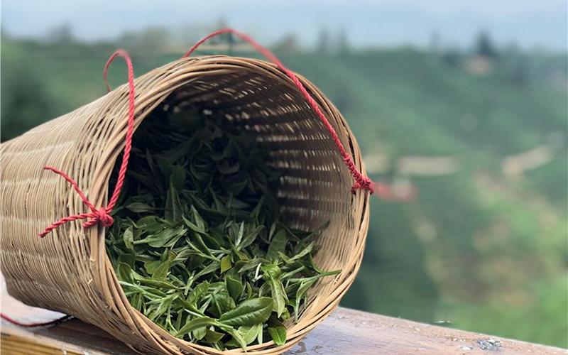 茶叶作为最重要的经济作物,是很多最不发达国家数百万贫困家庭的主要
