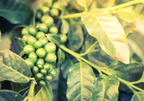 是一种园艺性多年生的经济作物,被人们列为世界三大饮料(咖啡,茶叶